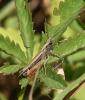 Omocestus rufipes